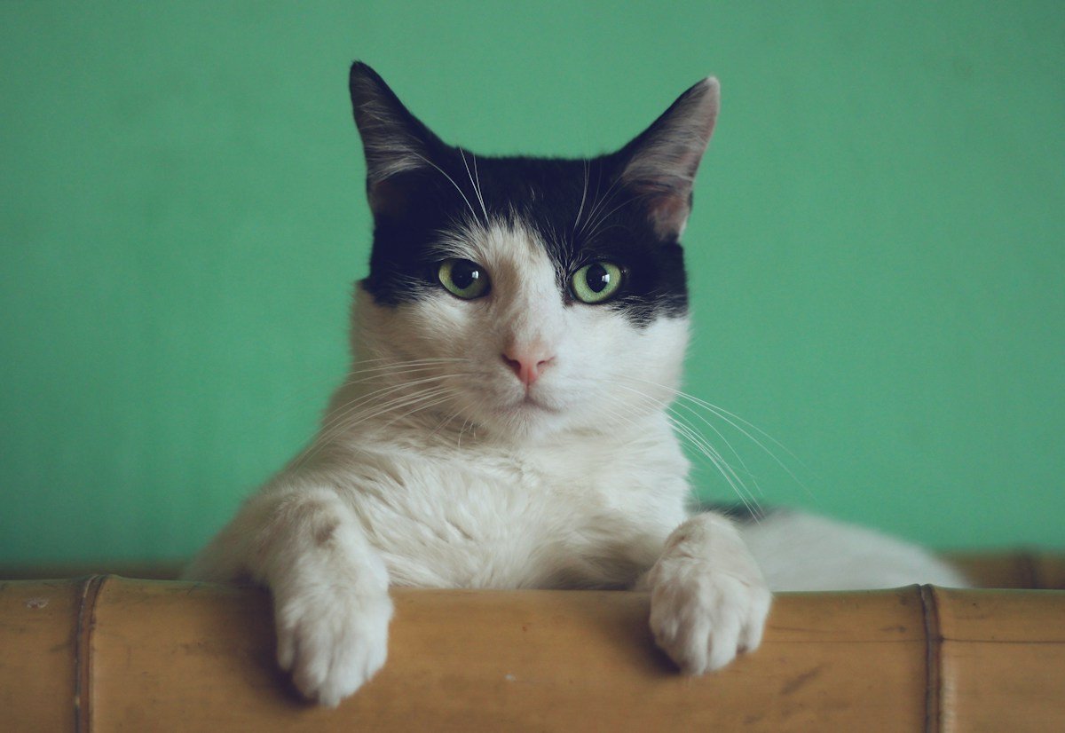 Un chat noir et blanc au regard attentif